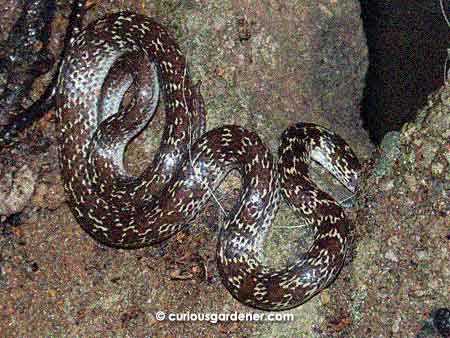 A slightly different angle to show the patterns of the snake. It already had its head hidden as it headed into the drain.