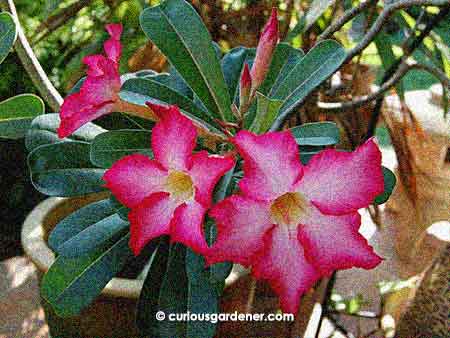 Pretty adenium flowers!