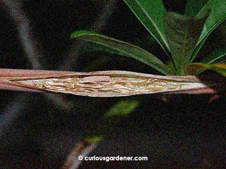 Peek-a-boo... I see seeds inside the pod!