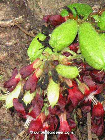 Up close and personal with the belimbing flowers and developing fruits.