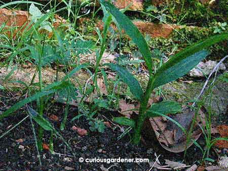 The new shoots showing strong growth. It's a pity they're located behind a row of okra plants, because that makes weeding difficult. Hopefully you can distinguish the ginger from the grass and weeds...