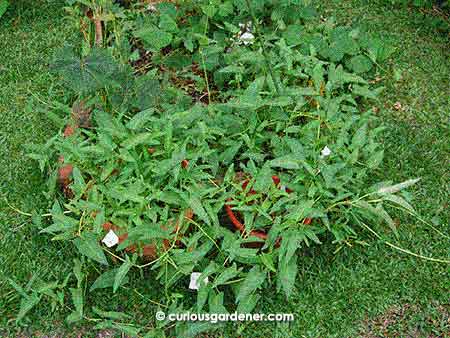 All the kangkong you see growing in the foreground is growing out of a pair of flowerpots...