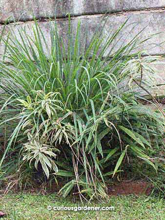 The lemongrass has overtaken the ginger that was growing in front of it, and was doing the same with the variegated dracaena plant.