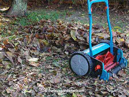 It's a little tedious using the manual lawn mower to shred leaves because you have to repeatedly go over the same patch of leaves in order to cut them down to a nice, small size; however, since this is also part of my new exercise regime, I'm not going to complain!