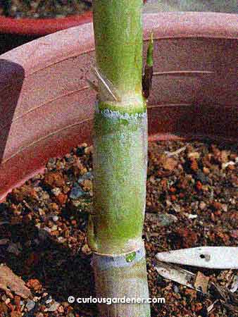 A different angle of the long stem cutting after the shoots started growing (see them?). I stripped off more leaves because they had dried up and were easier to peel off.