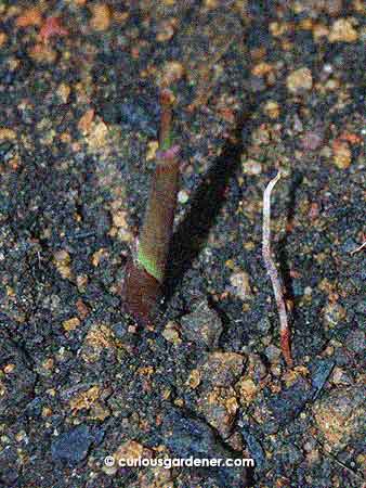 This is a day-old sugarcane shoot. They are fast-growing plants, I'll tell ya!