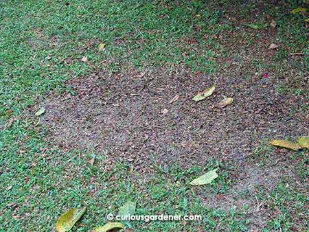 The lawn that died after being (inadvertently) covered by mulch for almost 2 weeks