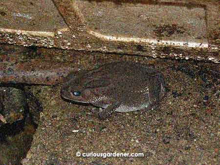 I'm not sure what kind of toad this is, specifically. It looks like a really old, faded Asian toad to me.