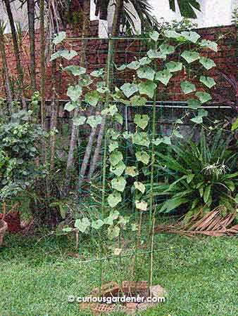 Phase 1 of the loofah trellis - a vertical frame with string netting for the vine to climb on.