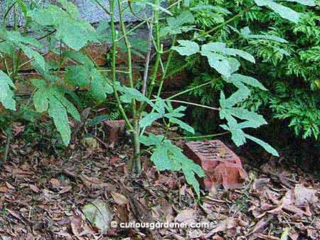 Some of the mulch helping me to widen my planting bed.