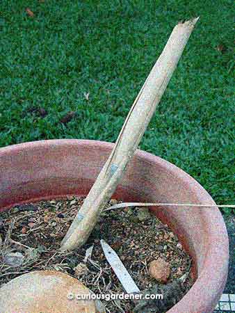 This looks like a stick stuck in a pot, but it's a cutting of sugarcane beginning to grow!