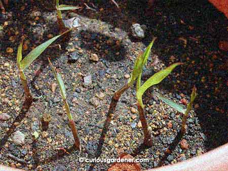 The happy sugarcane shoots. They look very grass-like at this stage!