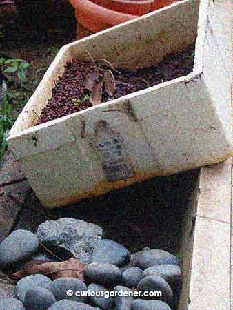 This tilted box at the edge of the garden often has interesting surprises beneath when I bother to look...