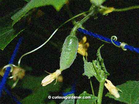 The cycle of nature in progress - new fruits growing on the vine.