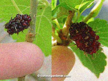 A visual comparison of the fruit from the first mulberry plant on the left, and Novice Gardener's plant on the right. What a difference in size!