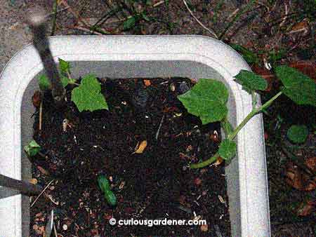 What we've been getting in the cucumber trough - new plants sprouting at different times. This is successive planting done Nature's way!