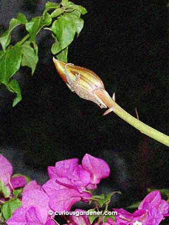 Just look, the gecko was already lying in wait even before the flower bud opened!
