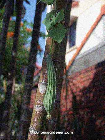 The latest angled loofah fruit, very visible as it hangs from the horizontal part of the trellis.