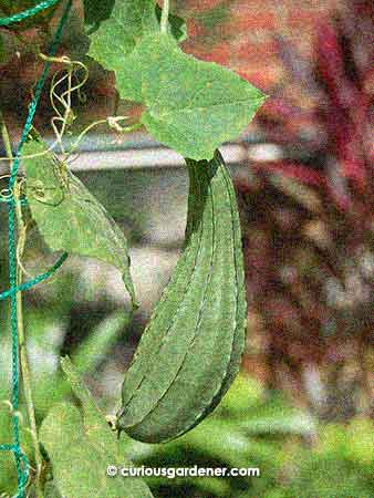 The second angled loofah fruit that I originally called sturdy, but now consider misshapen...