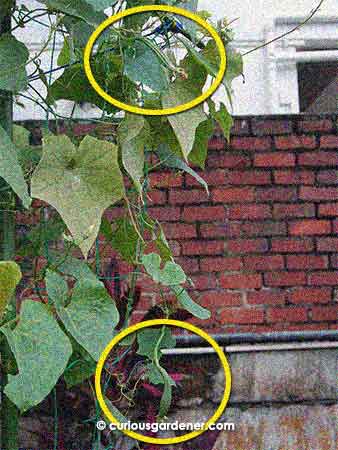 The two new angled loofah fruits.