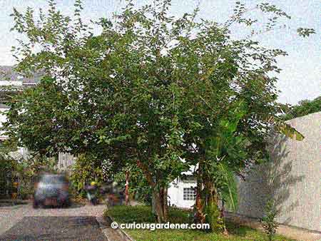 The mulberry tree in our neighbourhood...