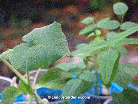 Some of our new seedlings - Thai pumpkin on the left and winged beans on the right.