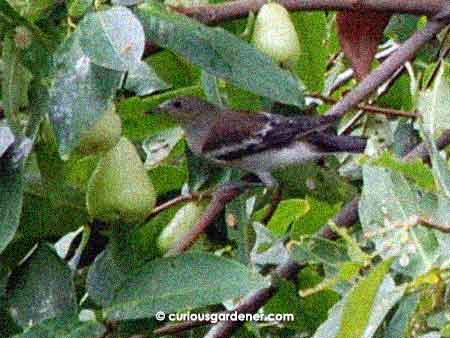 A purple-backed starling in the jambu fruit tree. Is the back really purple?