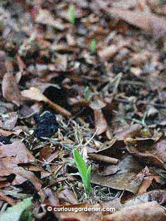 White corn seedlings all lined up when they first germinated. They don't look as pretty now.