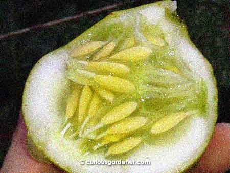 This is why we harvest cucumbers when they're younger - look at these well developed seeds in an old cucumber!