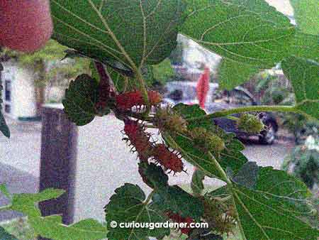 One of the fruit clusters on the neighbourhood mulberry tree