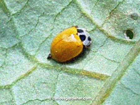 The first yellow ladybug of this year (that I've seen, anyway)