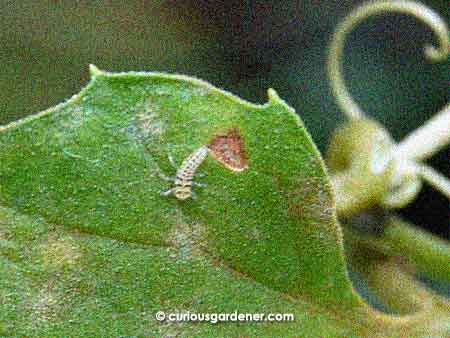 The yellow ladybug larvae is a lighter colour than its red cousins, which are predominantly black. The shape is the same, though, so don't kill them if you see them on your plants - they are busily eating pests you may not see immediately.