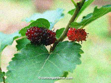 A pair of mulberries on the plant from Novice Gardener ...the day before a bird discovered (and ate) them