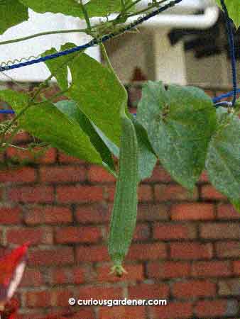 Every time I see a new angled loofah growing, I wonder what size and shape it will end up growing to. You can never tell at this stage...