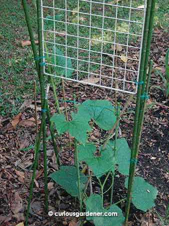 Support Phase 3: a narrow but tall fence-like structure to climb up on. It was more than 2 metres high.