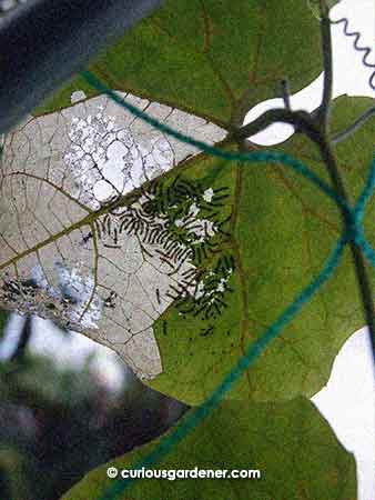 One of the several broods of freshly-hatched caterpillars found here lately.