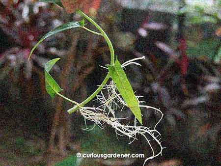 kangkong rooting growth