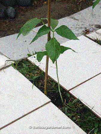 The transplanted long bean plant - already getting leggy...