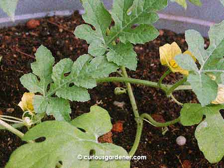 A pair of flowers on the watermelon vine - female on the left and male on the right!