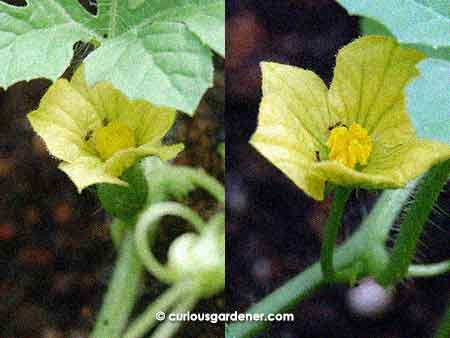 Both flowers had inquisitive ants checking out their offerings, so I decided to wait and see if nature would take care of things...