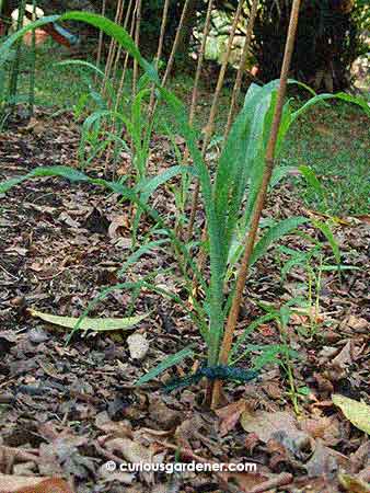 3-week old corn plants. Don't they look very orderly?