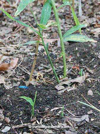 Some of the ginger plants...