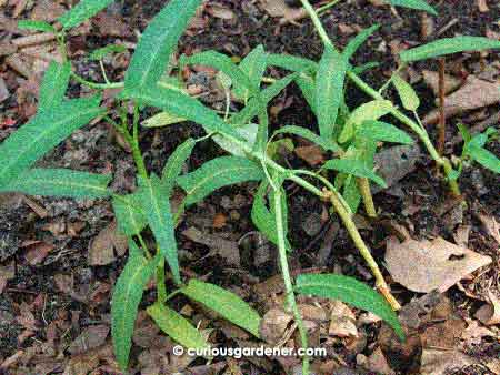 The newest kangkong plant cluster