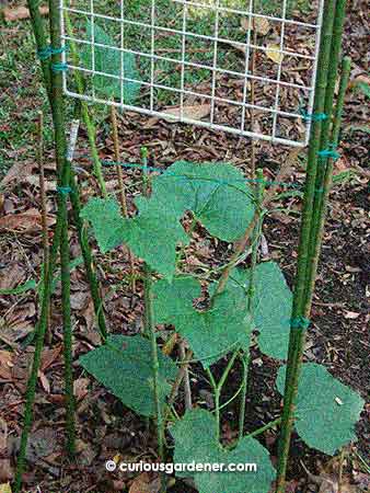 The new gourd plant in its new home