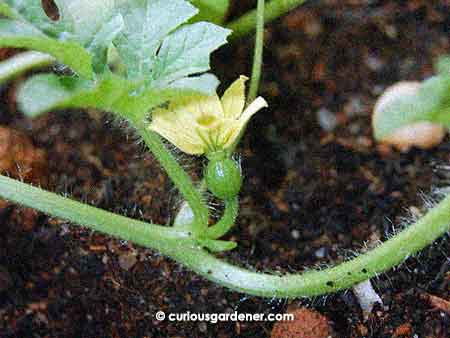 The star of this post - the female watermelon fruit flower!