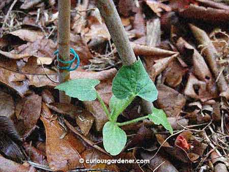 Humble beginnings - the newly transplanted plant with a couple of bamboo sticks for climbing.