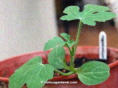 One of our three watermelon seedlings. I'm so glad this cucurbitacaea has different leaves from its cousins here - I can't confuse it with the cucumber or gourd plants now!