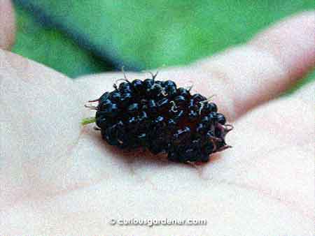 Novice Gardener's mulberry plant - just look at the size of this fruit! A giant compared to the little ones from my other plants.