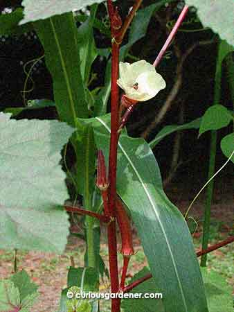 The new burgundy okra - a different strain from seeds from another friend.