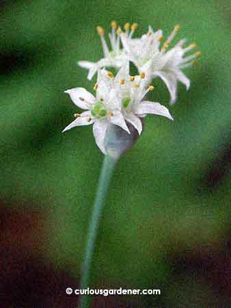 A close-up of the chive flowers - small and pretty!